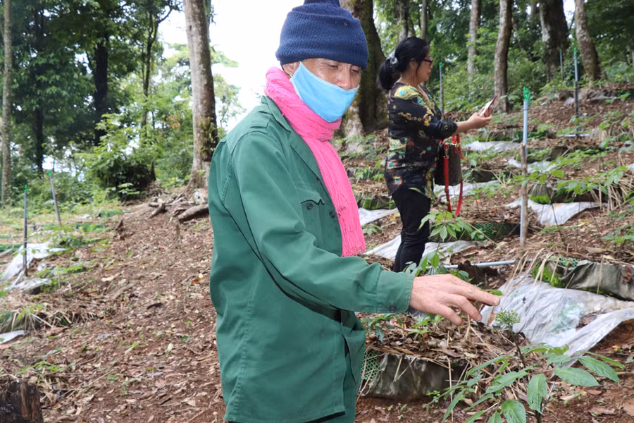 Ông A Din cho biết, tuy nhìn nhỏ và thấp nhưng cây sâm Ngọc Linh này đã được 10 năm tuổi Đặc biệt, trong sâm Ngọc Linh có 2 hoạt chất cực kỳ quan trọng đó là MR2 và GB1. 2 hoạt chất này chỉ có duy nhất trong sâm Ngọc Linh, có khả năng ngăn ngừa gốc tự do, chống lại oxy hóa cơ thể, hỗ trợ phục hồi sức khỏe và điều trị bệnh tật rất tốt và đã được Chính phủ phê duyệt là sản phẩm mang thương hiệu quốc gia, là “quốc bảo” của Việt Nam.