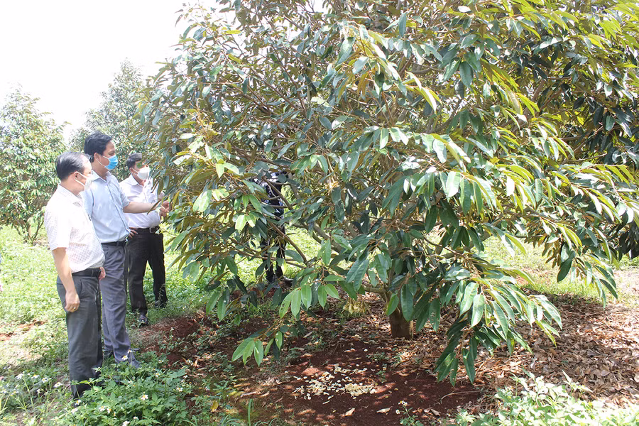 Chư Pưh tạo đột phá từ xây dựng mã vùng trồng ảnh 2 Phòng Nông nghiệp và PTNT huyện Chư Pưh phối hợp với Trung tâm Ứng dụng tiến bộ khoa học và Công nghệ tổ chức hướng dẫn người dân sản xuất sầu riêng theo hướng. Ảnh: Nguyễn Diệp