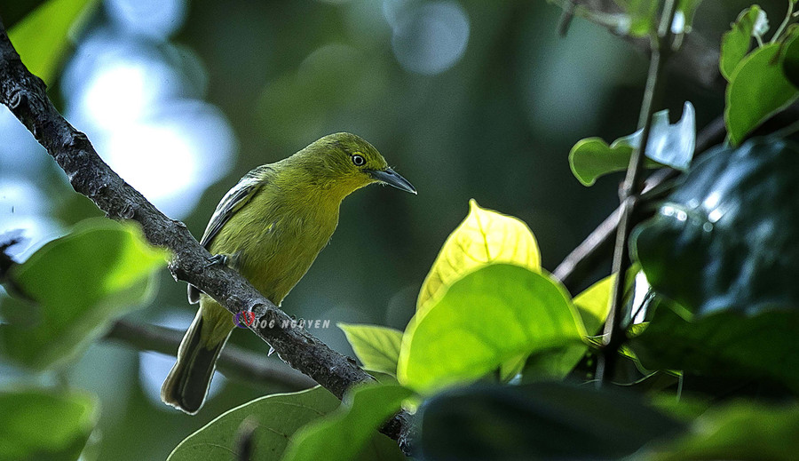 Chim nghệ. Ảnh: Nguyễn Linh Vinh Quốc