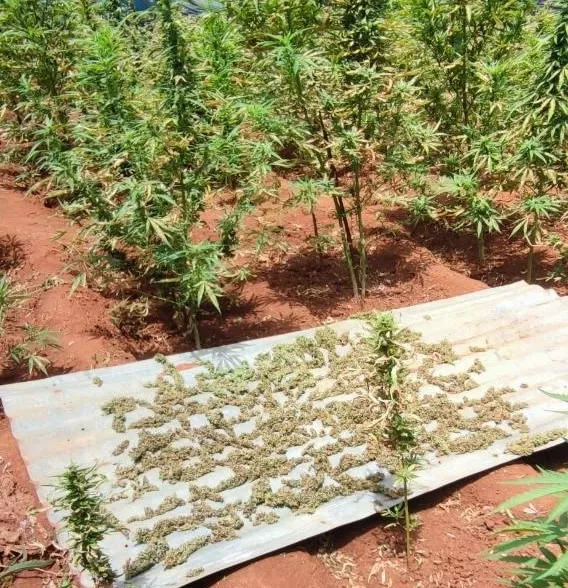 Cơ quan công an thu giữ hơn 1.600 cây cần sa và 3,6 kg hoa cần sa