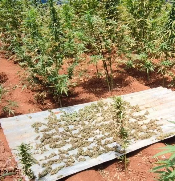 Cơ quan công an thu giữ hơn 1.600 cây cần sa và 3,6 kg hoa cần sa