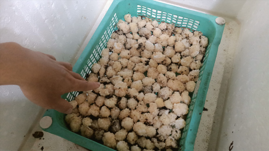 Trứng ốc được sắp xếp vào các khay nhựa hoặc thùng xốp để ấp. Ảnh: N.Q Trứng ốc được sắp xếp vào các khay nhựa hoặc thùng xốp để ấp. Ảnh: N.Q