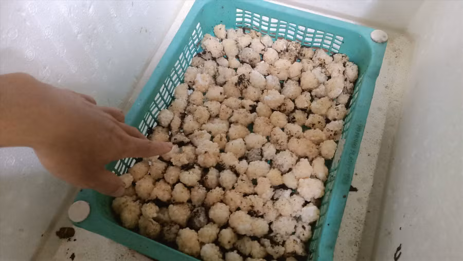 Trứng ốc được sắp xếp vào các khay nhựa hoặc thùng xốp để ấp. Ảnh: N.Q