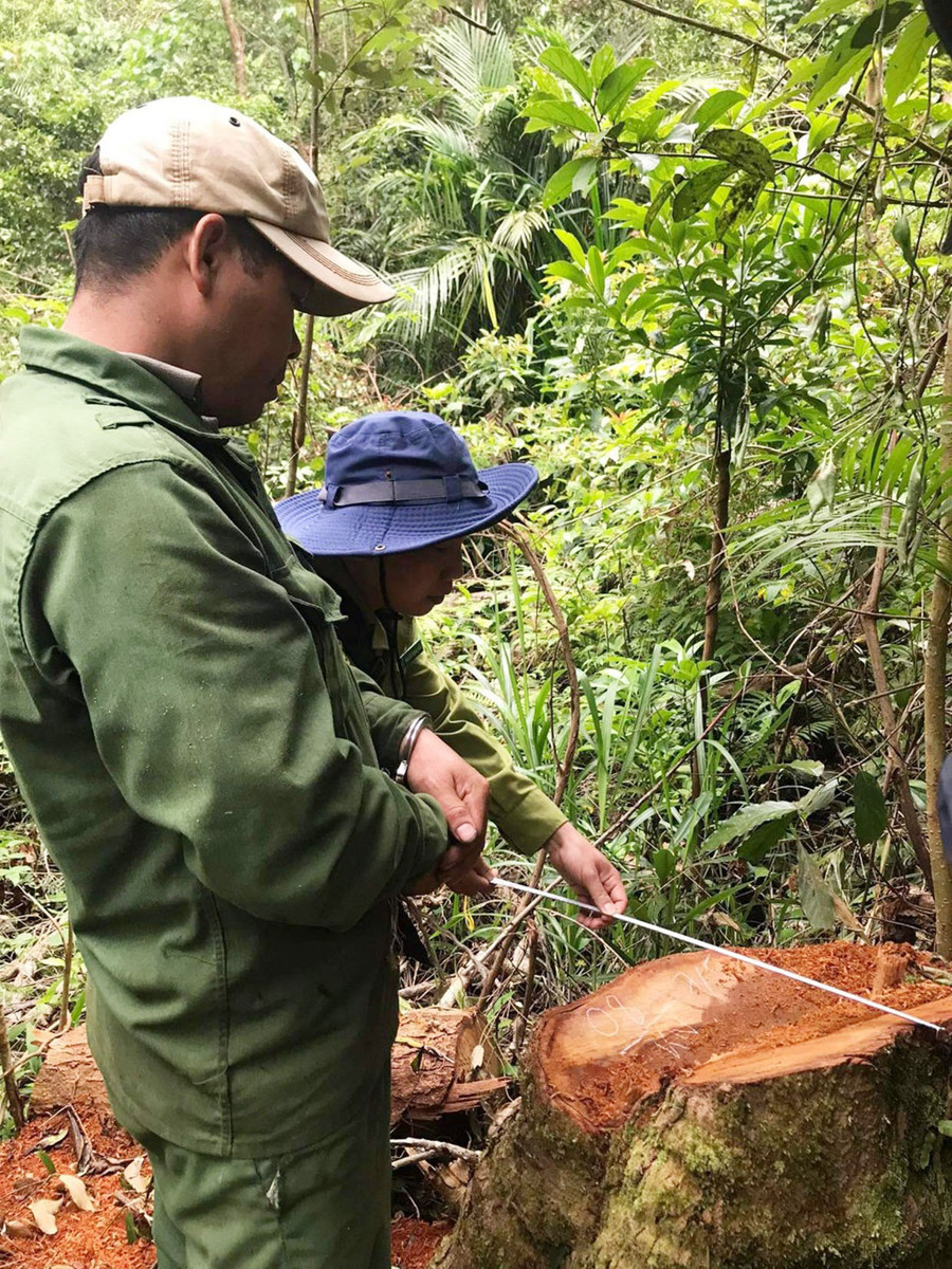 Lực lượng chức năng đang kiểm tra hiện trường vụ khai thác gỗ trái phép. Ảnh Công an cung cấp Lực lượng chức năng đang kiểm tra hiện trường vụ khai thác gỗ trái phép. Ảnh: Ảnh: Lê Anh