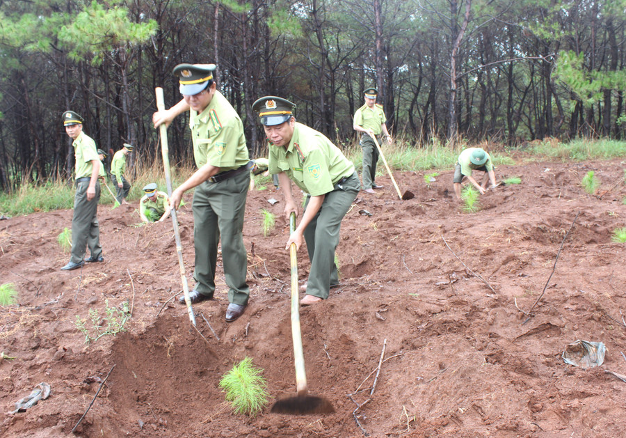 Quang cảnh buổi trồng cây. Ảnh: Nguyễn Diệp