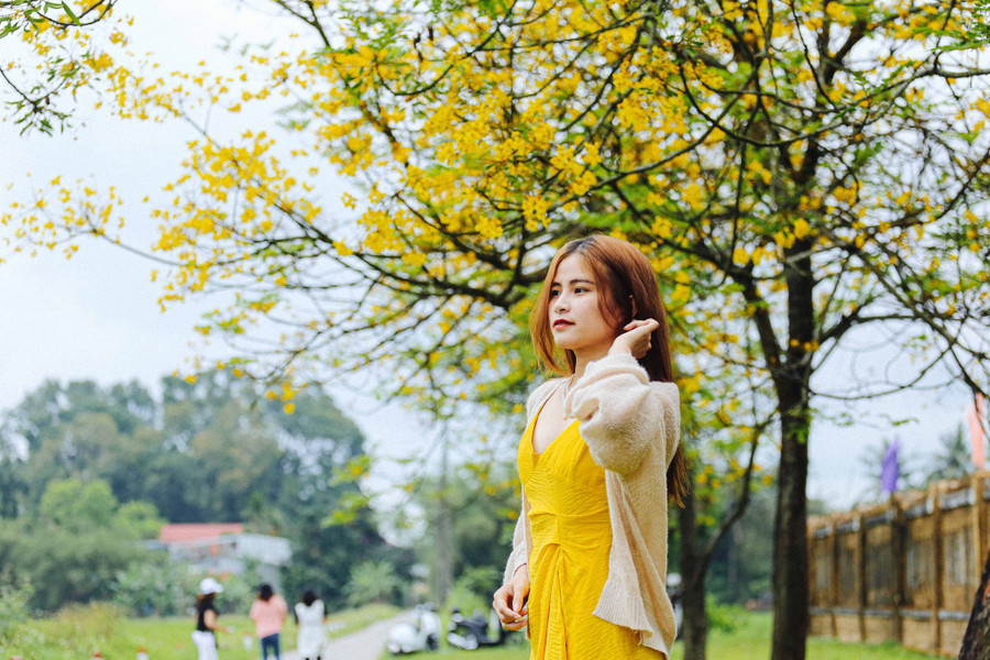 Mùa điệp vàng nở, nhiều bạn trẻ tìm đến những góc phố rực sắc vàng để chụp ảnh lưu niệm. Ảnh: Lê Hoài Nhân  Mùa điệp vàng nở, nhiều bạn trẻ tìm đến những góc phố rực sắc vàng để chụp ảnh lưu niệm