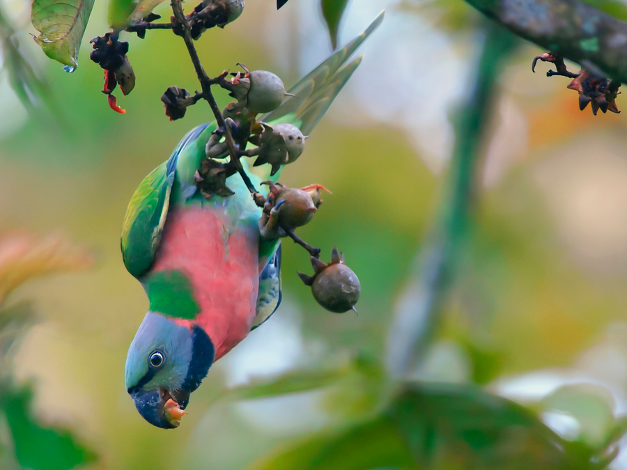 VN có nhiều loài chim đẹp. Ảnh: TĂNG A PẨU