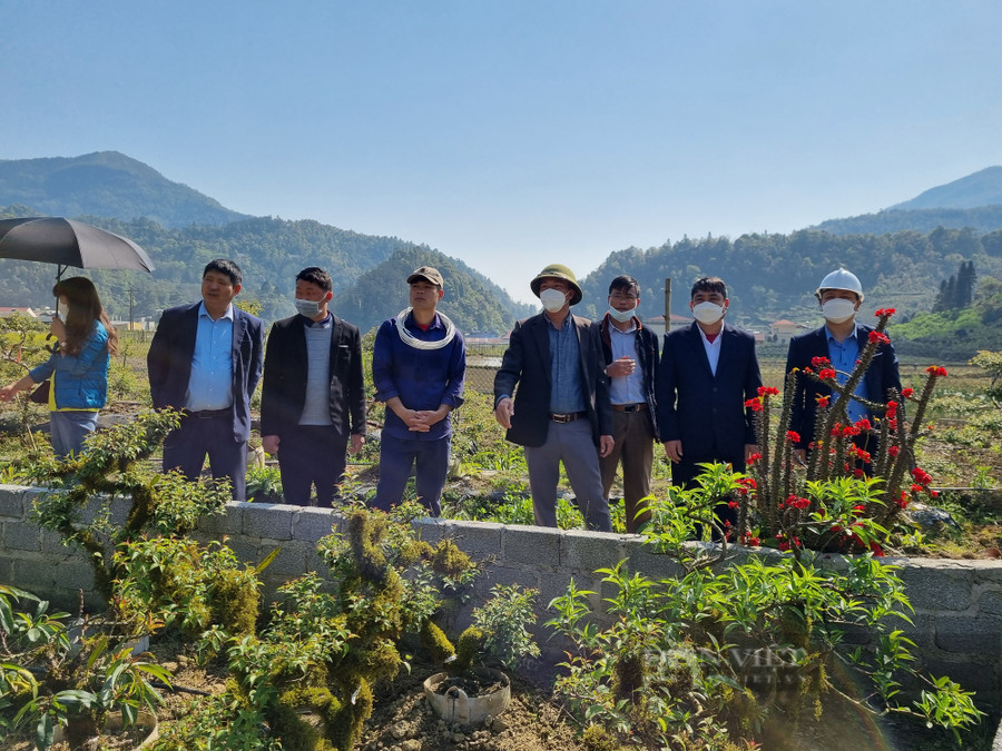  Lãnh đạo Hội Nông dân thị xã Sa Pa (tỉnh Lào Cai) và Hội Nông dân các xã, phường thăm mô hình trồng cây nhất chi mai tại xã Tả Phìn. Ảnh: Tuệ Linh.