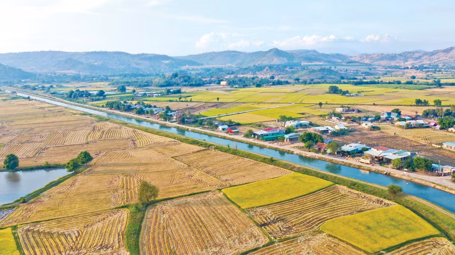  Nước từ công trình đại thủy nông Ayun Hạ đã tưới mát những vùng đất khô khát, làm tăng mạnh diện tích lúa nước ở các huyện Phú Thiện, Ia Pa và thị xã Ayun Pa. Ảnh: Minh Nguyễn