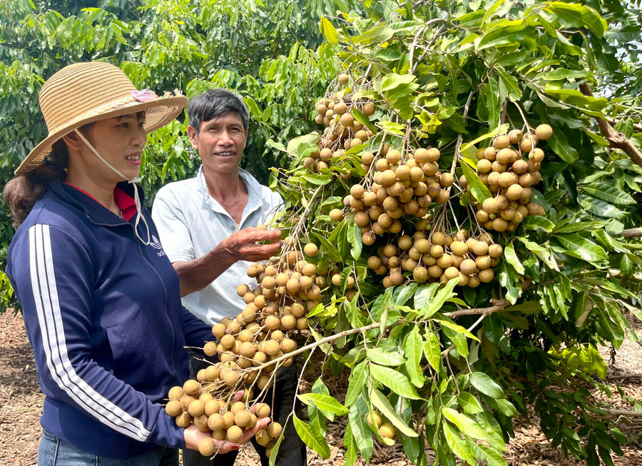 Vợ chồng ông Vũ Xuân Hệ chăm sóc vườn nhãn của gia đình. Ảnh: Minh Nguyễn