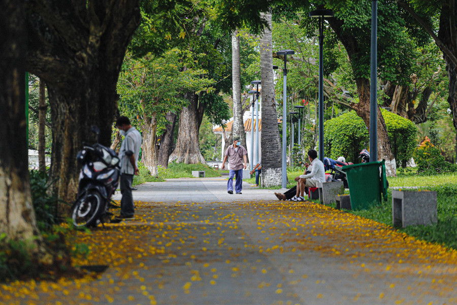 Vàng hoa điệp xen lẫn trong màu xanh của phố phường. Ảnh: Lê Hoài Nhân  Vàng hoa điệp xen lẫn trong màu xanh của phố phường
