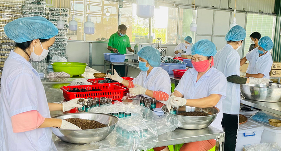 Liên kết sản xuất đang là hướng đi bền vững của nhiều HTX. Ảnh Vũ Thảo