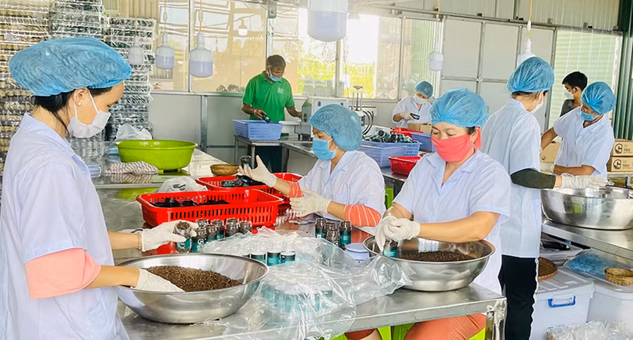 Liên kết sản xuất đang là hướng đi bền vững của nhiều HTX. Ảnh Vũ Thảo