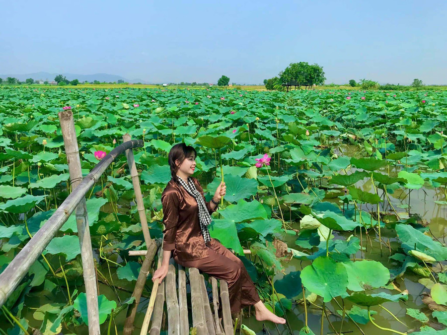 Cánh đồng sen xã Ia Yeng là điểm hút khách du lịch. Ảnh: Vũ Chi