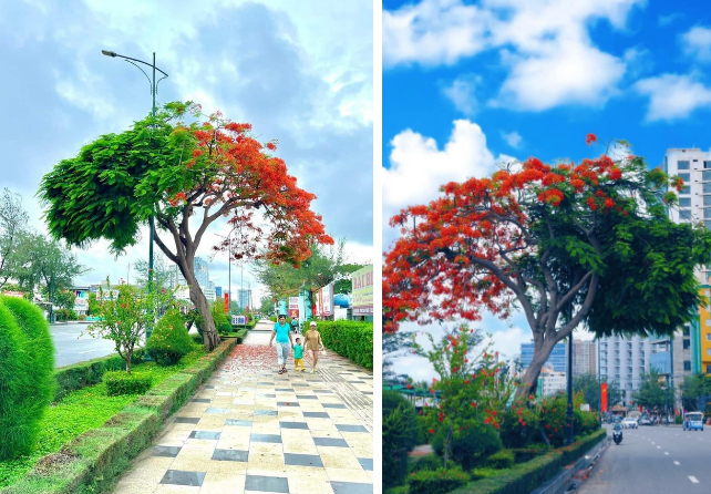 Nhiều người còn tưởng đây là sản phẩm của photoshop chứ không tin đây là một cây cảnh có thật (Ảnh: Phan Hoài, Vi vu Vũng Tàu)