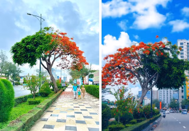 Nhiều người còn tưởng đây là sản phẩm của photoshop chứ không tin đây là một cây cảnh có thật (Ảnh: Phan Hoài, Vi vu Vũng Tàu)