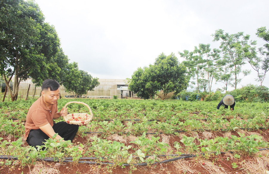 Anh Võ Hoàn Hảo với vườn dâu tây rộng hơn 2,2 ha nhằm phát triển kinh tế và thu hút khách đến tham quan trải nghiệm. Ảnh: Minh Nhật