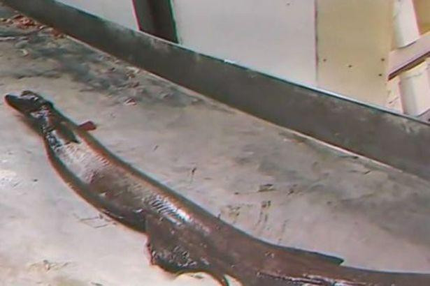 Sinh vật có một 'thân hình dài mảnh mai và một cái đầu giống như một con rắn'. Ảnh: Sic Noticias