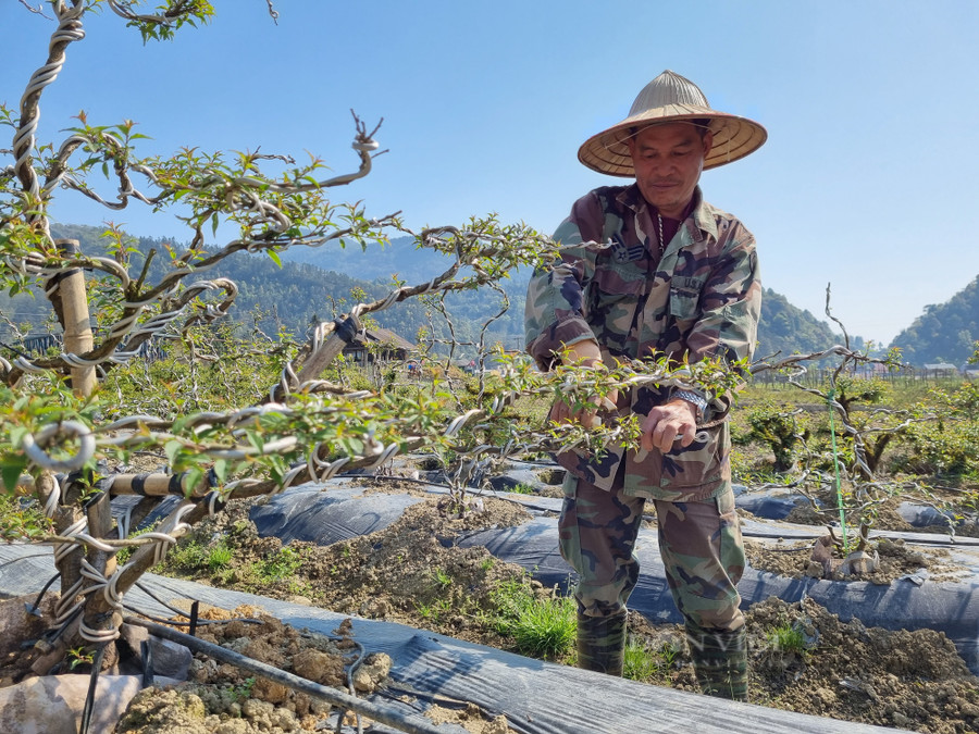  Ông Hoàn cắt tỉa để giữ thế cho cây hoa nhất chi mai. Ảnh: Tuệ Linh.