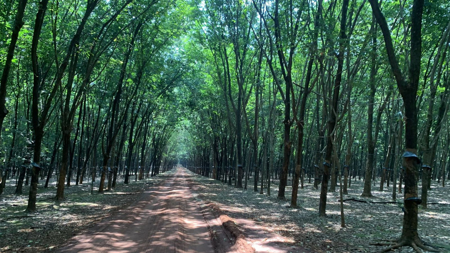Rừng cao su, một điểm dừng chân thú vị.