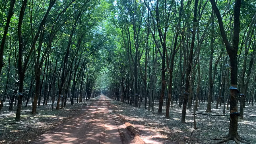 Rừng cao su, một điểm dừng chân thú vị.