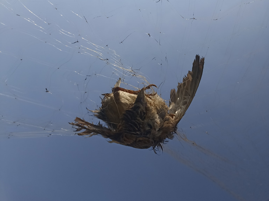 Chim di cư về VN bị mắc bẫy. Ảnh: Du Mục Chim di cư về VN bị mắc bẫy. Ảnh: Du Mục