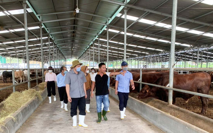 Đoàn đã đi khảo sát thực tế tại tại chăn nuôi bò của Công ty cổ phần Diên Hồng (xã Tơ Tung). Ảnh: Quang Tấn