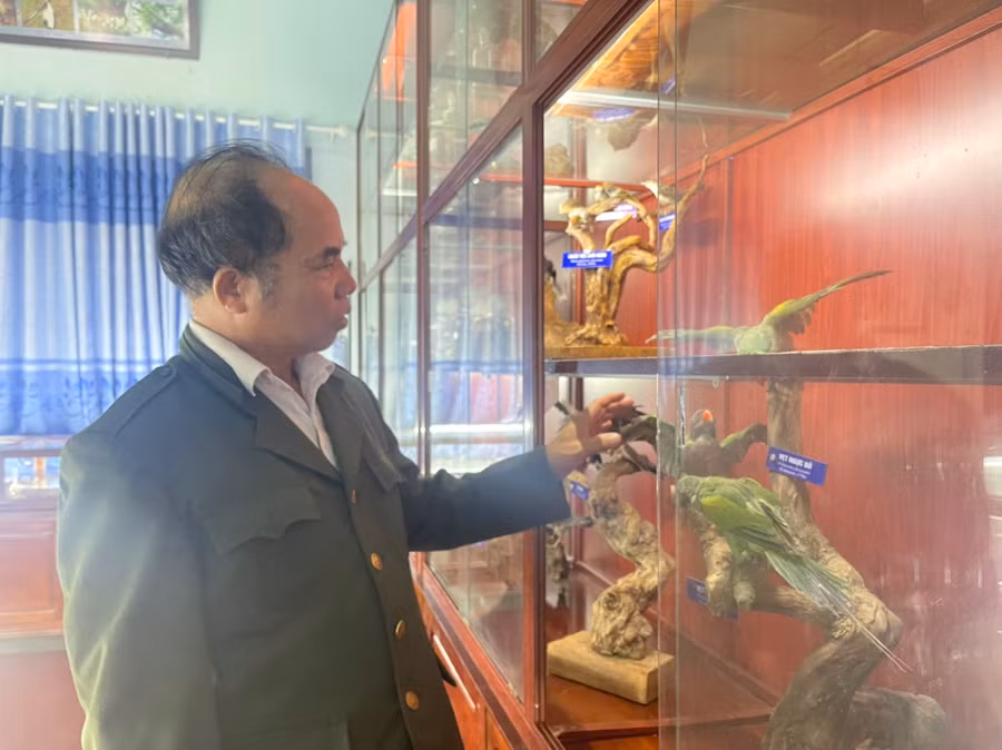 Ông Trịnh Viết Ty-Giám đốc Ban quản lý Khu BTTN Kon Chư Răng kiểm tra những mẫu được lưu giữ tại nhà lưu giữ Khu BTTN. Ảnh: Lê Nam