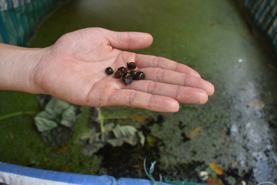 Ốc bươu đen từ 1- 9 tuần tuổi có giá bán 350 -1.000 đồng/con. Ảnh: N.Q Ốc bươu đen từ 1- 9 tuần tuổi có giá bán 350 -1.000 đồng/con. Ảnh: N.Q