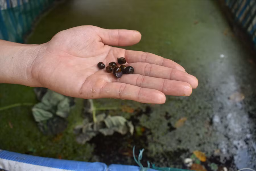 Ốc bươu đen từ 1- 9 tuần tuổi có giá bán 350 -1.000 đồng/con. Ảnh: N.Q