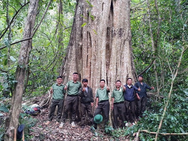 Một cây săng lẻ trong quần thể cổ thụ vừa được công nhận là Cây di sản Việt Nam. Ảnh: TTXVN phát