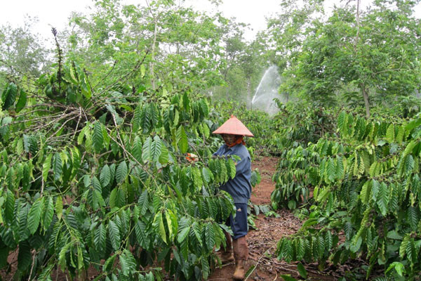 Người dân Gia Lai chăm sóc cây cà phê. Ảnh: Quỳnh Nga Người dân Gia Lai chăm sóc cây cà phê. Ảnh: Quỳnh Nga