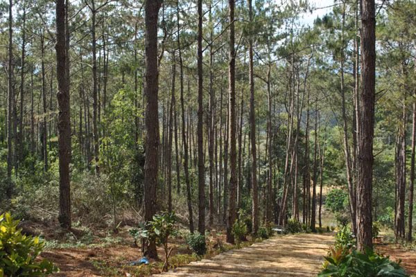 Thông Măng Đen. Ảnh: Bích Hà