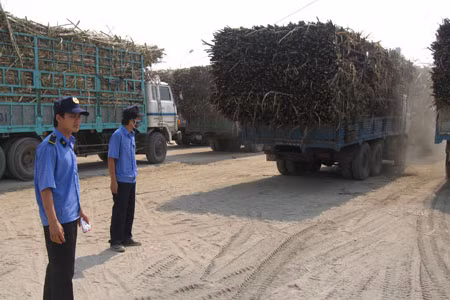 Hàng chục xe mía cháy dồn ứ trước cổng Nhà máy Đường Ayun Pa (ảnh chụp lúc 13 giờ ngày 9-2-2011). Ảnh: Đ.P