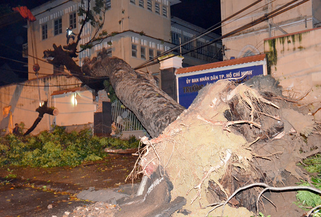 Thân cây cao 30 mét, đè sập cổng trường học.