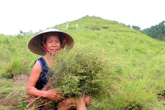 Bà Phạm Thị Lý cắt tỉa những cây trện mọc tự nhiên tại trang trại của mình. Bà Phạm Thị Lý cắt tỉa những cây trện mọc tự nhiên tại trang trại của mình.
