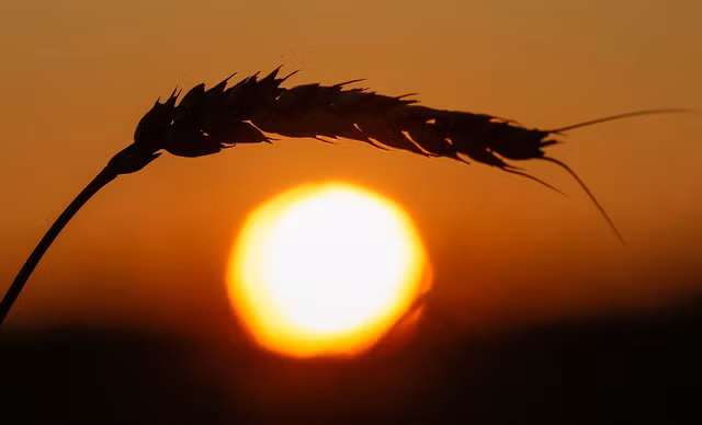 Một nhánh lúa mì trong hoàng hôn mùa thu tại vùng Krasnoyarsk, Nga. Ảnh: Ilya Naymushin/Reuters