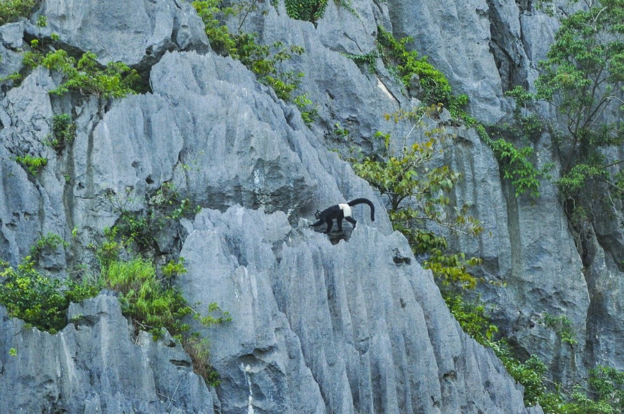  Khu bảo tồn thiên nhiên Vân Long là nơi có nhiều cá thể voọc mông trắng sinh sống.