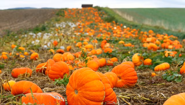 Bí ngô chín vàng trên cánh đồng vào mùa thu tại Oulens-sous-Echallens, Thụy Sĩ. Ảnh: Reuters