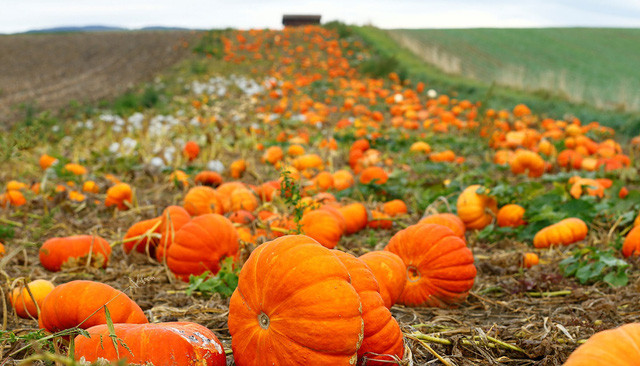 Bí ngô chín vàng trên cánh đồng vào mùa thu tại Oulens-sous-Echallens, Thụy Sĩ. Ảnh: Reuters