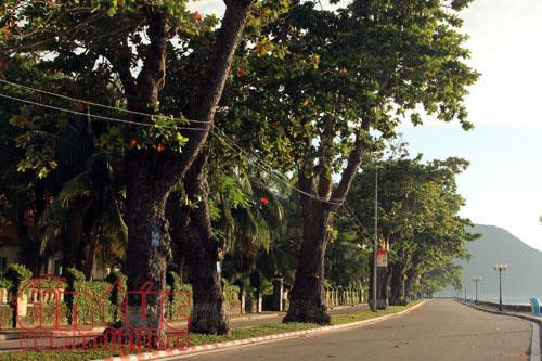 Hàng cây bàng - Cây Di sản quốc gia ở Côn Đảo. Hàng cây bàng - Cây Di sản quốc gia ở Côn Đảo.
