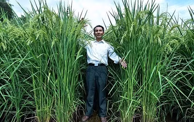 "Lúa khổng lồ" cao quá đầu người, cho sản lượng hơn 50% so với lúa thường
