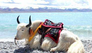 Namtso - thánh hồ đẹp nhất ở Tây Tạng.