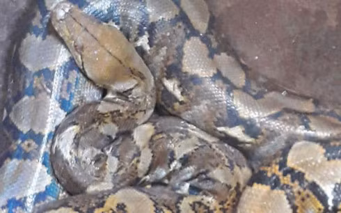 Con vật lạ giống con trăn được người dân bắt được.