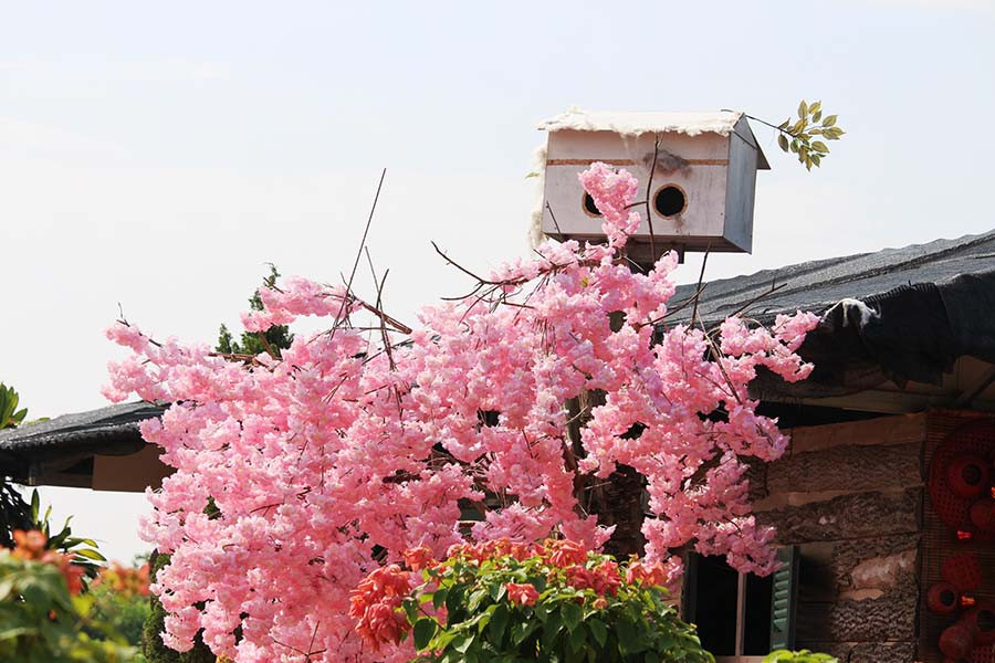  Tổ ấm trên hoa anh đào