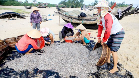Ngư dân Thừa Thiên - Huế đánh bắt gần bờ, trúng đậm cá cơm.