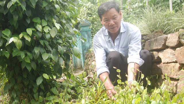 Ngọn (lương) giống mọc từ những gốc tiêu già là nguồn cây con dồi dào.