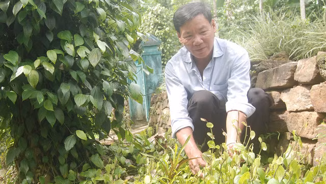 Ngọn (lương) giống mọc từ những gốc tiêu già là nguồn cây con dồi dào.