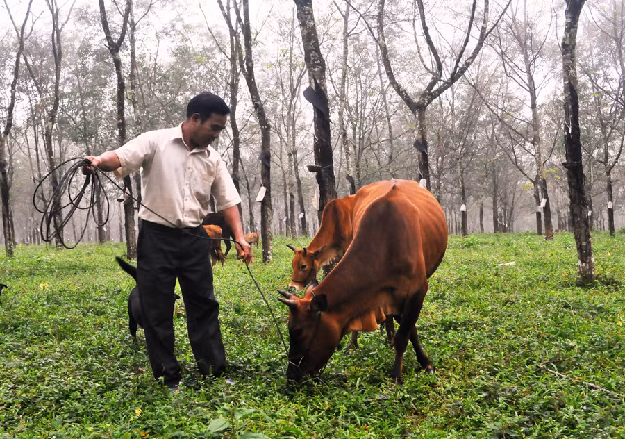 Đàn bò của ông Kpă Hling đang phát triển khá tốt. Ảnh: Mai Ka Đàn bò của ông Kpă Hling đang phát triển khá tốt. Ảnh: Mai Ka