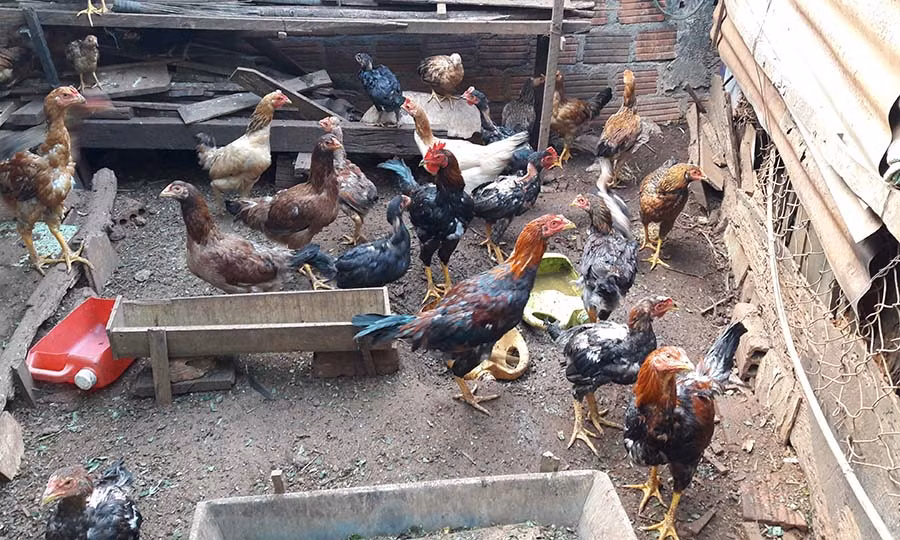  Người chăn nuôi gia cầm cần chủ động các biện pháp phòng dịch cúm cuối năm. Ảnh: T.N